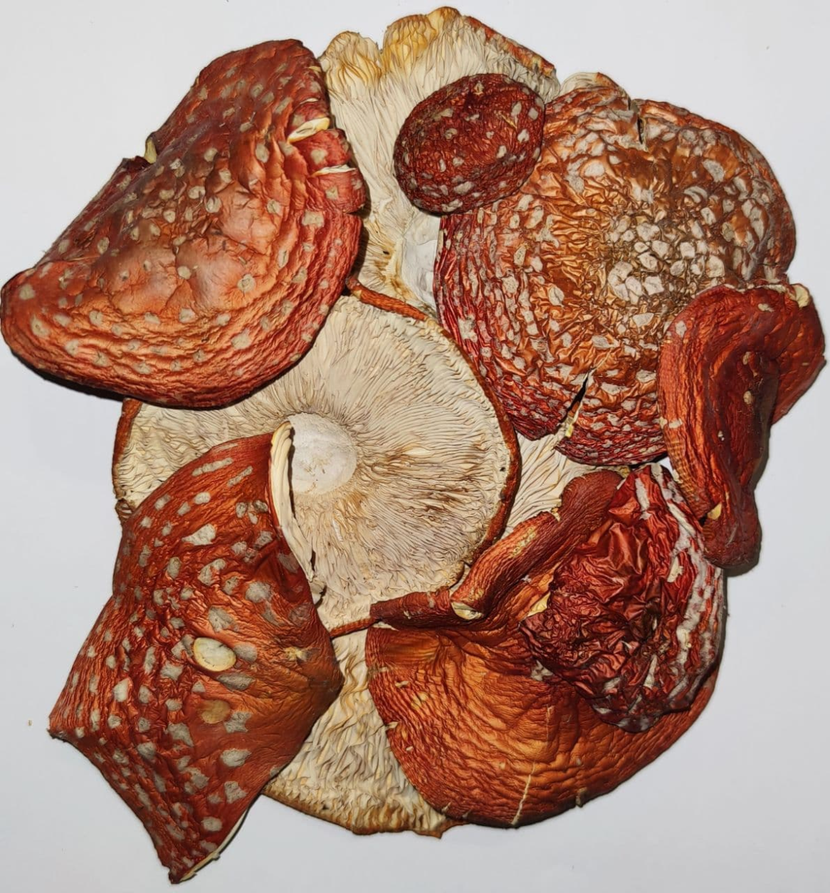 Premium Amanita muscaria – Fliegenpilz Kappen (Getrocknet)